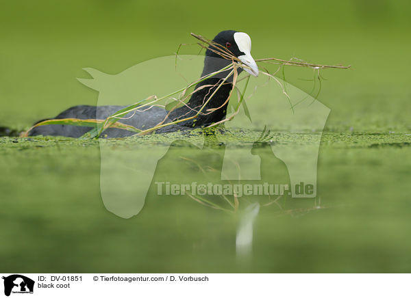 Blsshuhn / black coot / DV-01851
