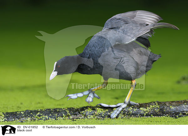 Blsshuhn / black coot / DV-01852