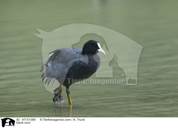 Blsshuhn / black coot / AT-01389