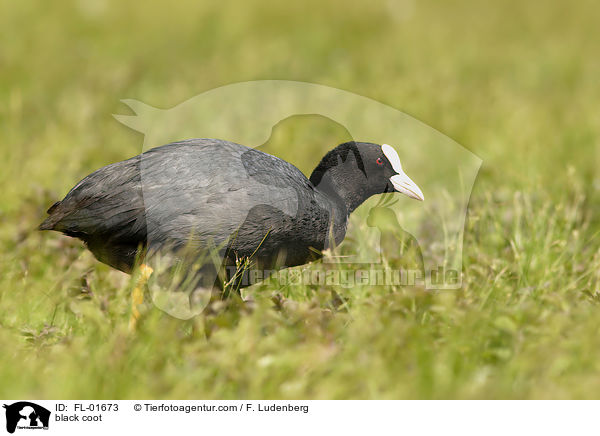 Blsshuhn / black coot / FL-01673