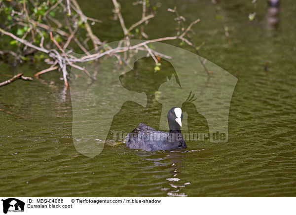 Blsshuhn / Eurasian black coot / MBS-04066