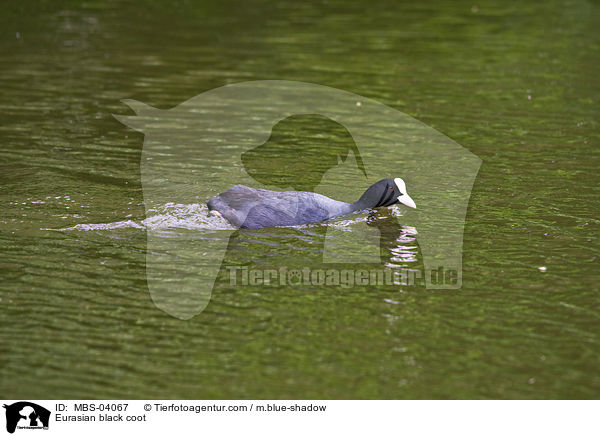 Blsshuhn / Eurasian black coot / MBS-04067