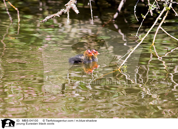 junge Blsshhner / young Eurasian black coots / MBS-04100