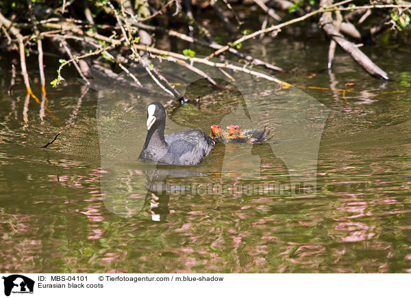 Blsshhner / Eurasian black coots / MBS-04101