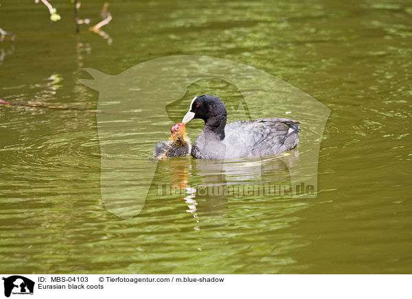 Blsshhner / Eurasian black coots / MBS-04103