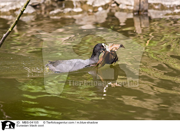 Blsshuhn / Eurasian black coot / MBS-04105
