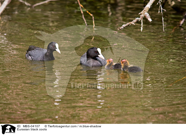 Blsshhner / Eurasian black coots / MBS-04107
