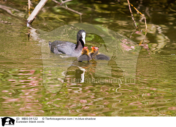 Blsshhner / Eurasian black coots / MBS-04122