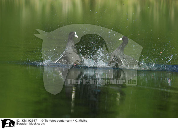 Blsshhner / Eurasian black coots / KMI-02347