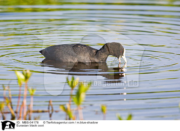 Blsshuhn / Eurasian black coot / MBS-04178