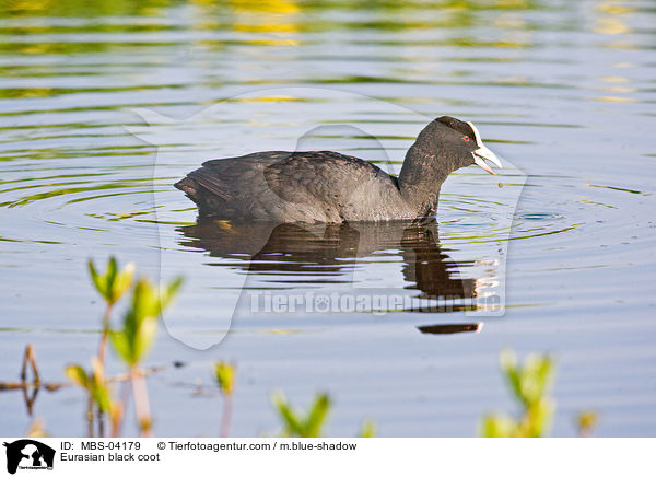 Blsshuhn / Eurasian black coot / MBS-04179