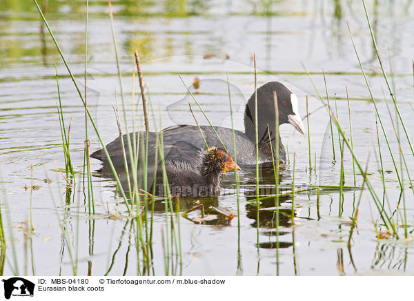 Blsshhner / Eurasian black coots / MBS-04180