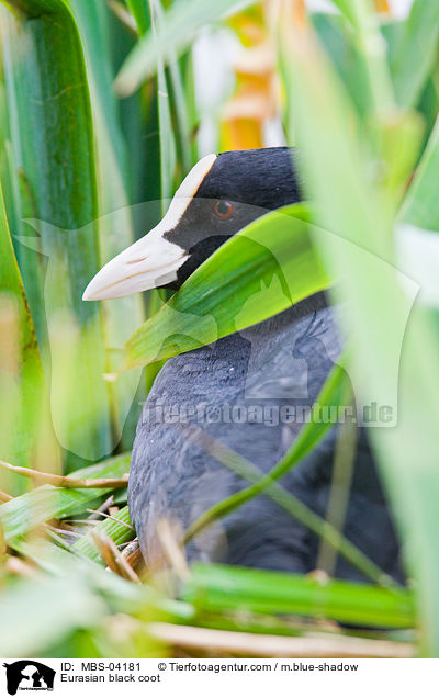 Blsshuhn / Eurasian black coot / MBS-04181