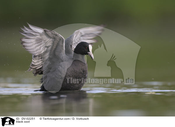 Blsshuhn / black coot / DV-02251