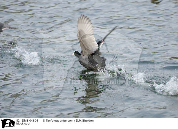 Blsshuhn / black coot / DMS-04894