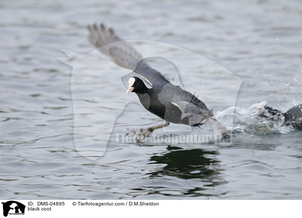 Blsshuhn / black coot / DMS-04895