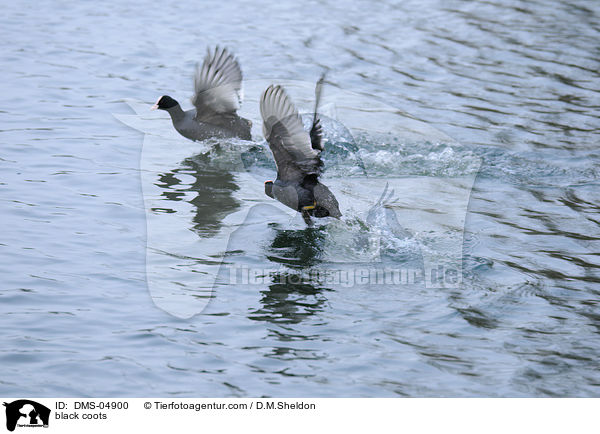 Blsshhner / black coots / DMS-04900