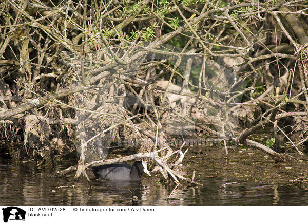 Blsshuhn / black coot / AVD-02528