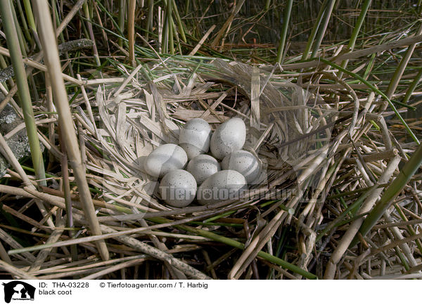 Blsshuhn / black coot / THA-03228