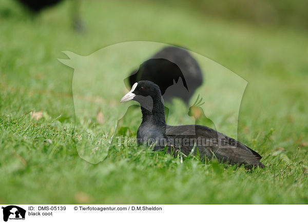 Blsshuhn / black coot / DMS-05139
