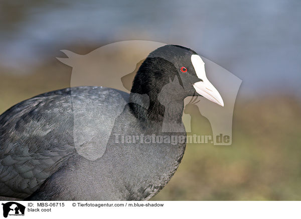 Blsshuhn / black coot / MBS-06715