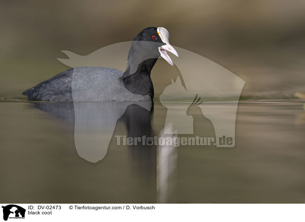 Blsshuhn / black coot / DV-02473