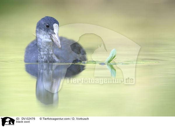Blsshuhn / black coot / DV-02476
