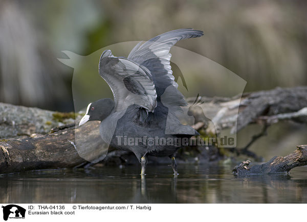 Blsshuhn / Eurasian black coot / THA-04136
