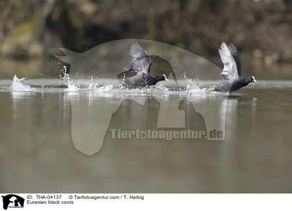 Blsshhner / Eurasian black coots / THA-04137