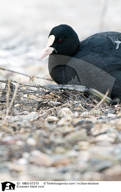 Blsshuhn / Eurasian black coot / MBS-07270