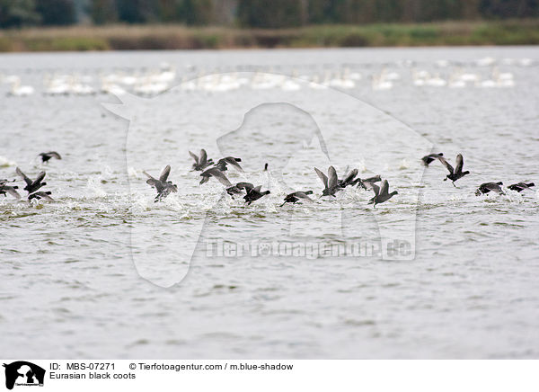 Blsshhner / Eurasian black coots / MBS-07271