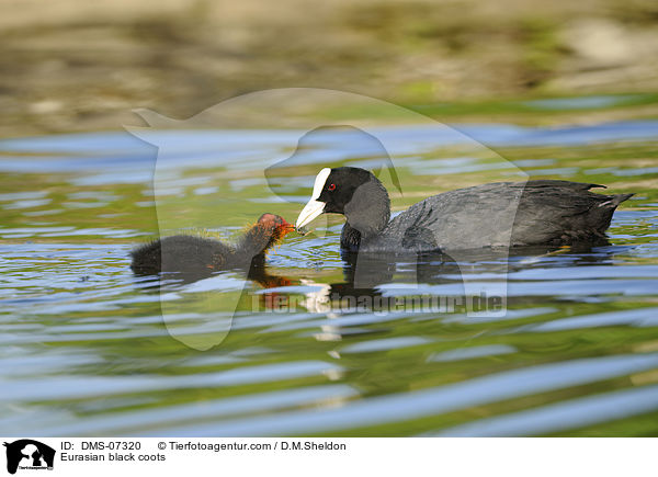 Blsshhner / Eurasian black coots / DMS-07320