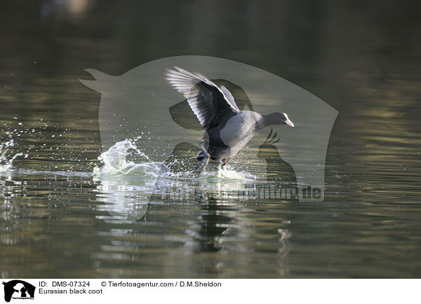 Blsshuhn / Eurasian black coot / DMS-07324