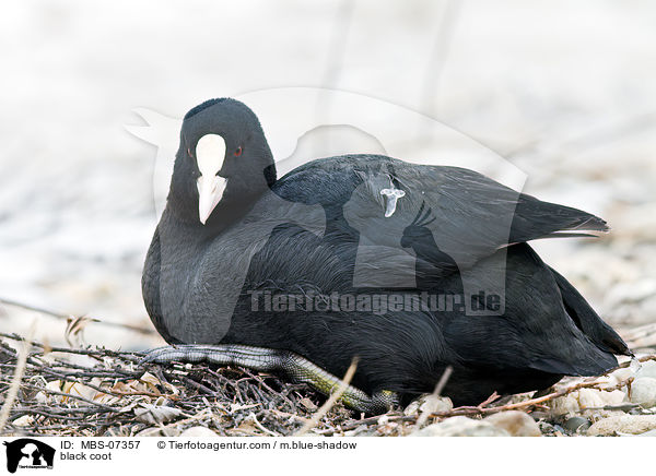 Blsshuhn / black coot / MBS-07357