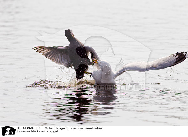 Blsshuhn und Mwe / Eurasian black coot and gull / MBS-07533