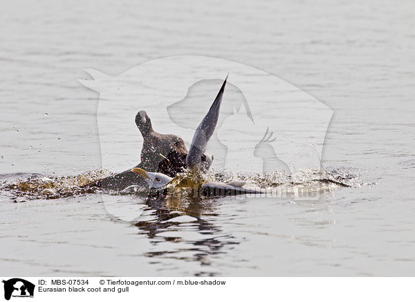Blsshuhn und Mwe / Eurasian black coot and gull / MBS-07534