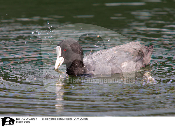 Blsshuhn / black coot / AVD-02987