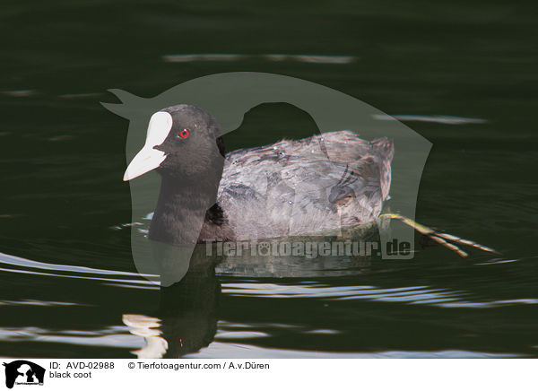 Blsshuhn / black coot / AVD-02988