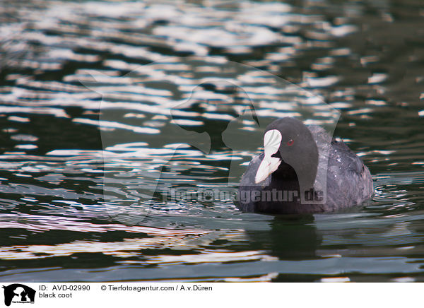 Blsshuhn / black coot / AVD-02990