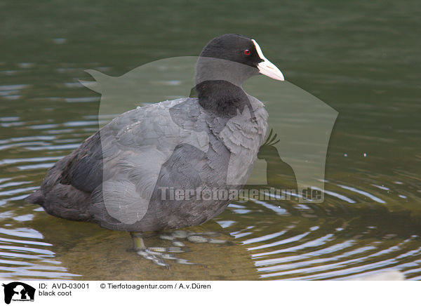 Blsshuhn / black coot / AVD-03001