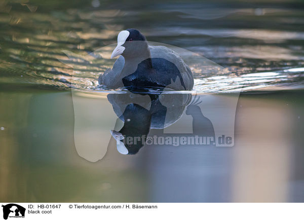 Blsshuhn / black coot / HB-01647