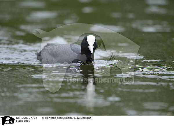 Blsshuhn / black coot / DMS-07707