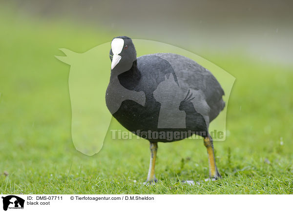 Blsshuhn / black coot / DMS-07711
