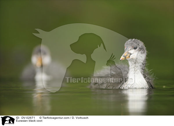 Blsshhner / Eurasian black coot / DV-02671
