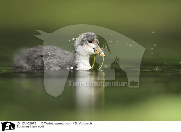 Blsshuhn / Eurasian black coot / DV-02673