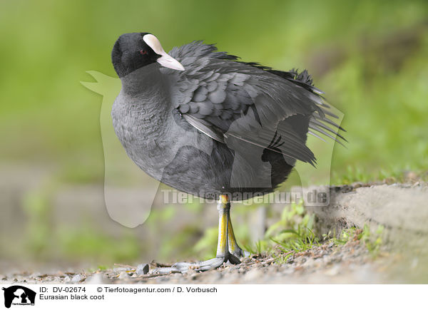 Blsshuhn / Eurasian black coot / DV-02674