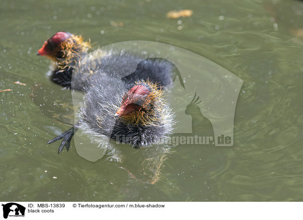 Blsshhner / black coots / MBS-13839