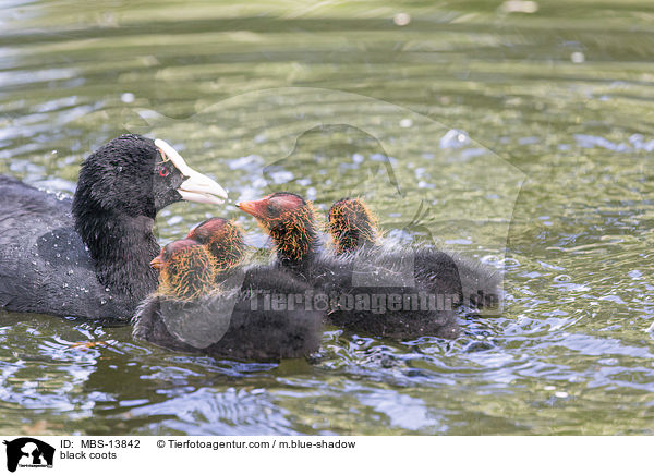 Blsshhner / black coots / MBS-13842