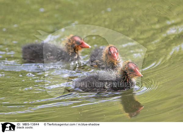 Blsshhner / black coots / MBS-13844