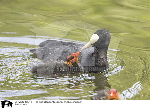 Blsshhner / black coots / MBS-13845